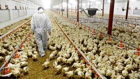 Pretax profits tumble at poultry giant Manor Foods