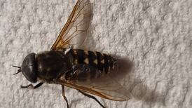 Eye on Nature: Could this be a bloodsucking horsefly?