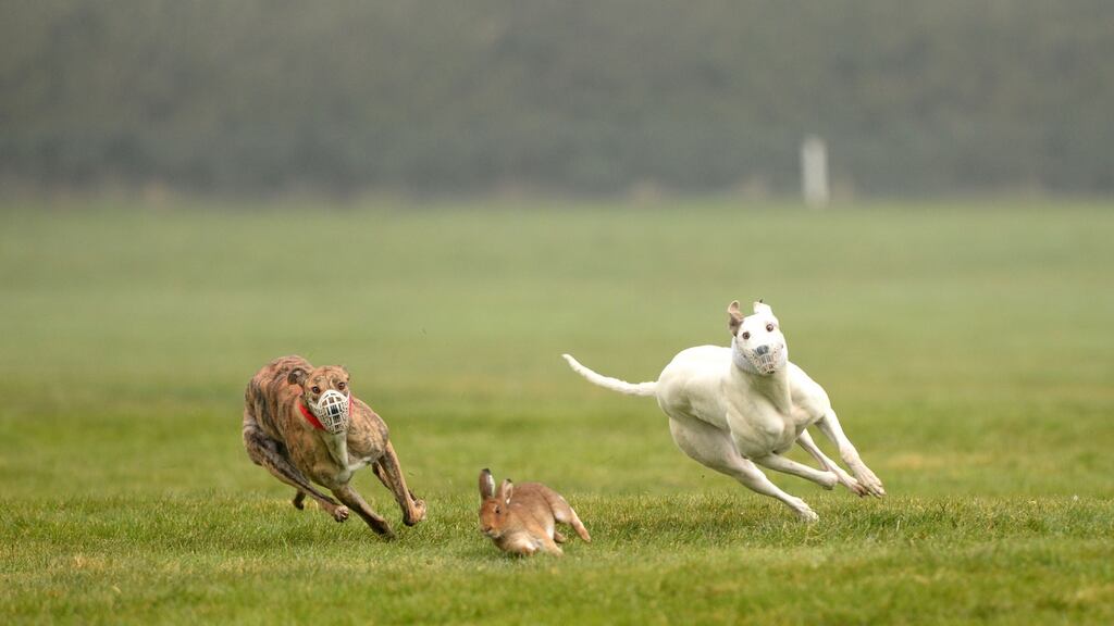 The County Kerry Coursing Club says it is due to take a delivery of feed for the hares to be stored at the park, which it currently cannot do. Photograph: Dara Mac Dónaill