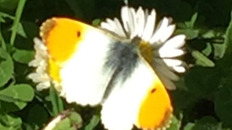 Male orange tip butterfly