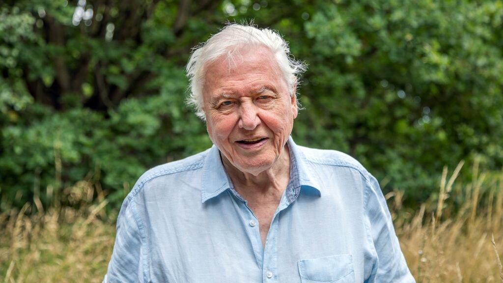 Attenborough’s latest work shows the resilience of the natural world Photograph:  Gavin Thurston /Silverback Films