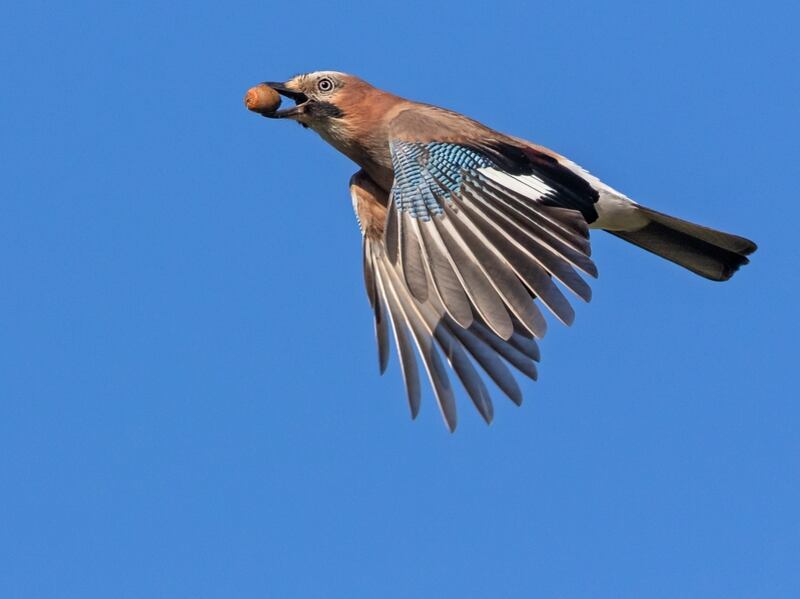 Jays always favour acorns, the nut of the oak tree. Photograph: Andyworks/Getty