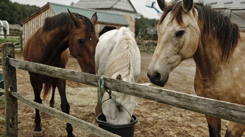 Knight’s mother’s three horses. Photograph: Tony Luong/New York Times