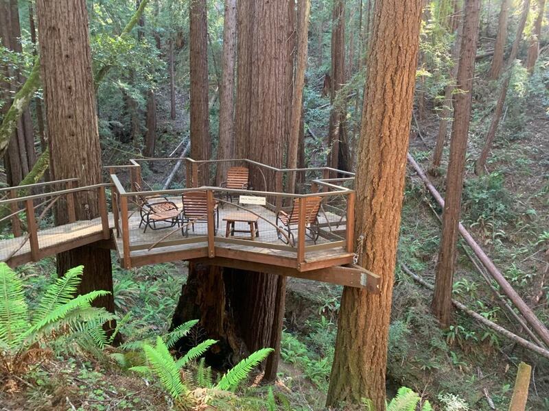 David Belk's home in the forest. Photograph: Peter Murtagh