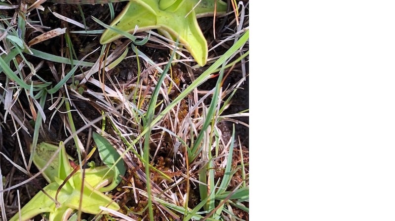 The common butterwort Pinguicula vulgaris, an insectivorous plant that grows in marshy places.