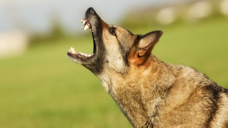 An eight-year-old boy who was bitten by his neighbour’s German Shepherd dog has been awarded €25,000 damages at the Circuit Civil Court. Image: Getty.