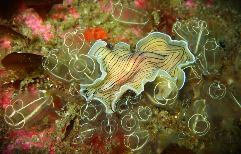 'Candy Striped Lights' was shortlisted in the Ocean category. Photograph: Stephen Frawley
