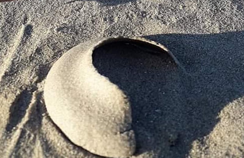 Egg collar of the necklace shell