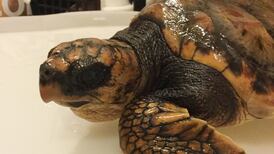 Rare turtle rescued off Co Donegal coast