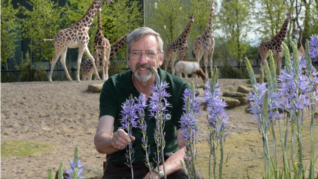 Zootopia: Stephen Butler, the zoo’s curator of horticulture, with a camas – and giraffes. Photograph: Dara Mac Dónaill/The Irish Times