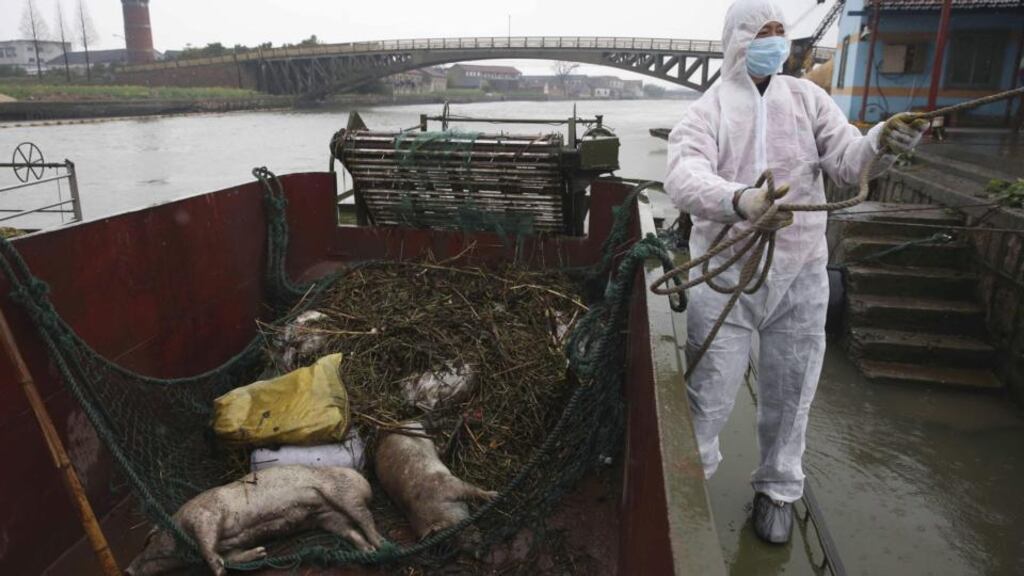 A worker in protective clothing prepares to haul away dead pigs pulled from a river along Zhonglian village of Jinshan district in Shanghai. The number of dead pigs found in the Shanghai river that provides drinking water to the Chinese financial hub has risen to almost 15,000. Photograph: AP