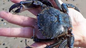 Who’s this crabby customer? Readers’ nature queries