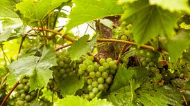 Could I grow my own grapes and make my own wine?