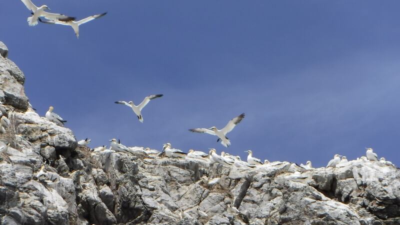 The graceful gannets.