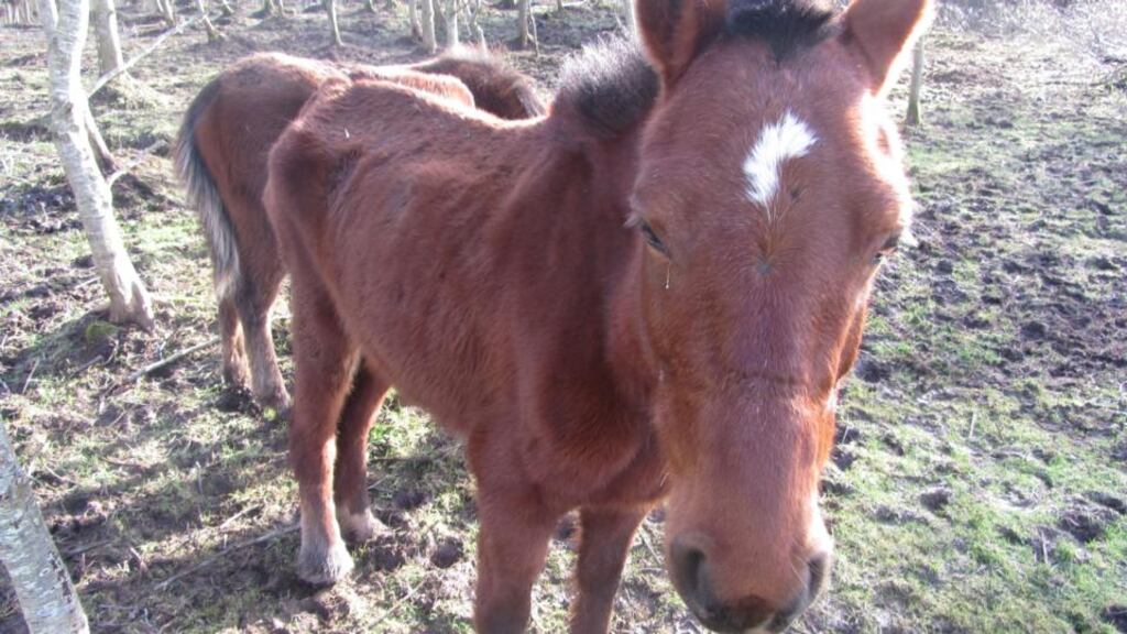 The ISPCA is investigating the discovery of a mare and foal in the Levitstown area on the Laois/Kildare border.