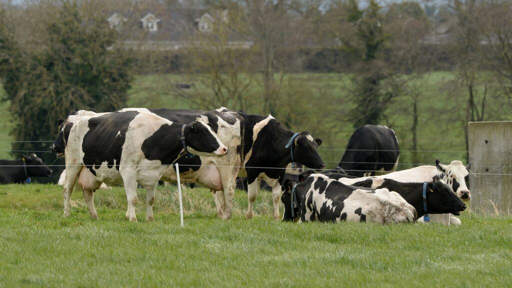 New cheese plants suggest Ireland is soaking up an overspill of dairy production following lifting of quotas from producers under environmental pressure in their home countries. File photograph: The Irish Times