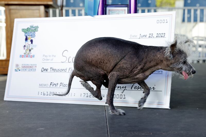 Scooter, a seven-year-old Chinese Crested, wins the 2023 World's Ugliest Dog Contest at the Sonoma-Marin Fair in Petaluma, California. Photograph: EPA