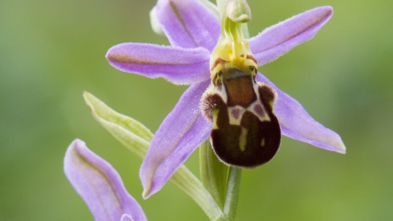X is for X-rated sex lives of Bee orchid (Ophrys apifera) ‘Friburgensis’. Photograph: Getty Images
