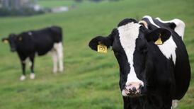 Plea to halt cattle exports to ‘horrendous’ Libyan slaughterhouses