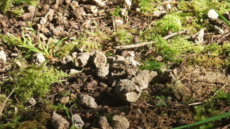 The Neolithic-early Bronze Age bone remains excavated by a badger inside Cavan Burren Park. Photograph: Rodney Edwards