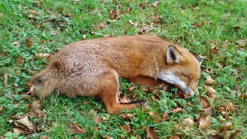 Eyes on nature: the dead fox that Anne Ryan saw in a field near Enniscorthy