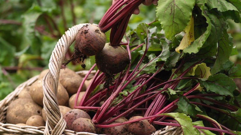 Freshly harvested beetroot. Photograph: Richard Johnston