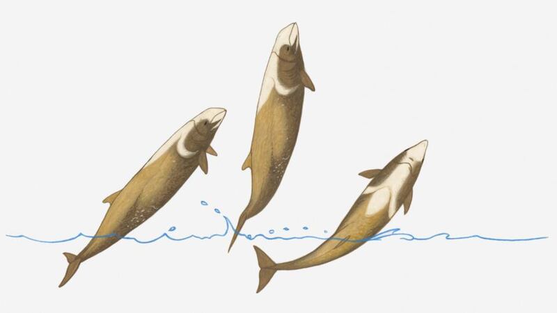 Cuvier’s beaked whales. Illustration: Thinkstock
