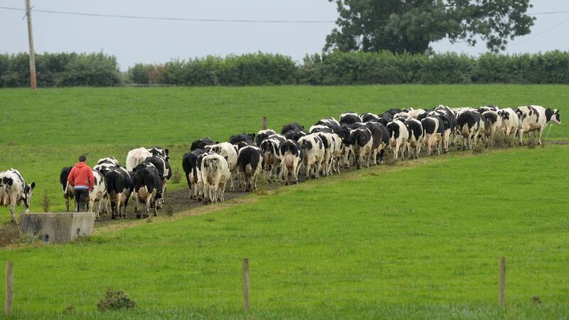 Ireland has specialised in beef and dairy because of our strong competitive advantage in grass-based production. Photograph: Alan Betson