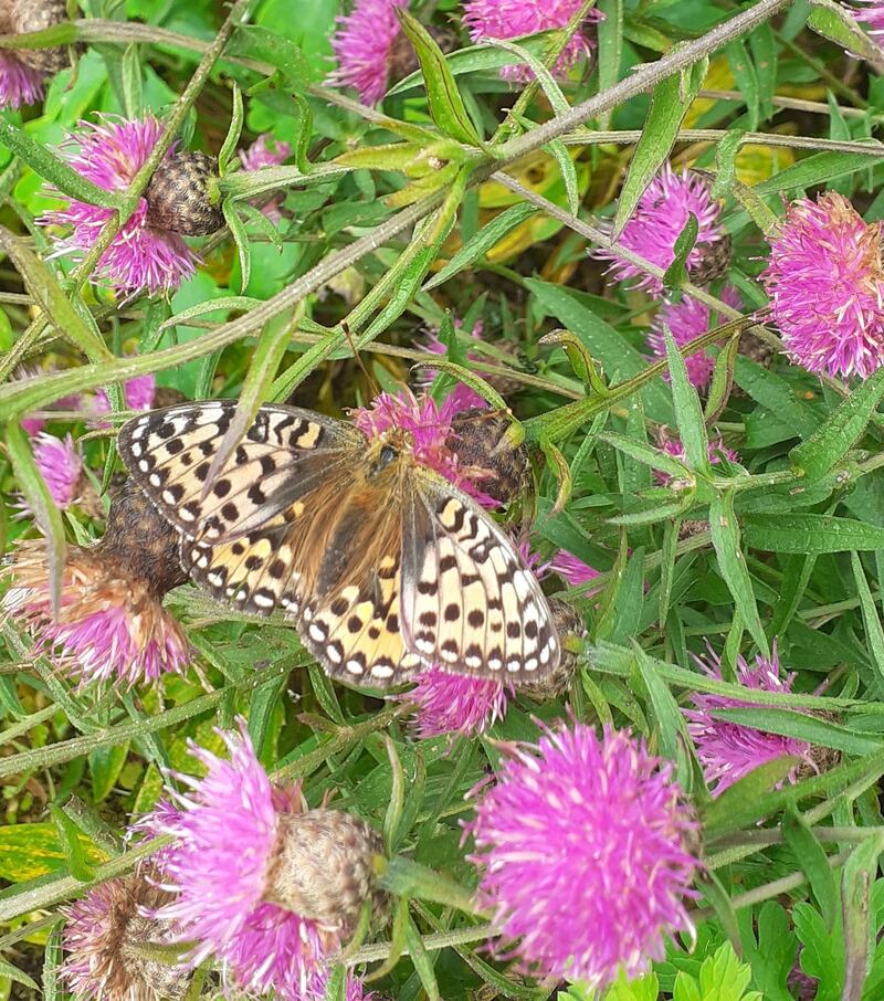Female Dark Green Fritillary: adults fly from early June to mid-September. Photograph: Jenny Hickey