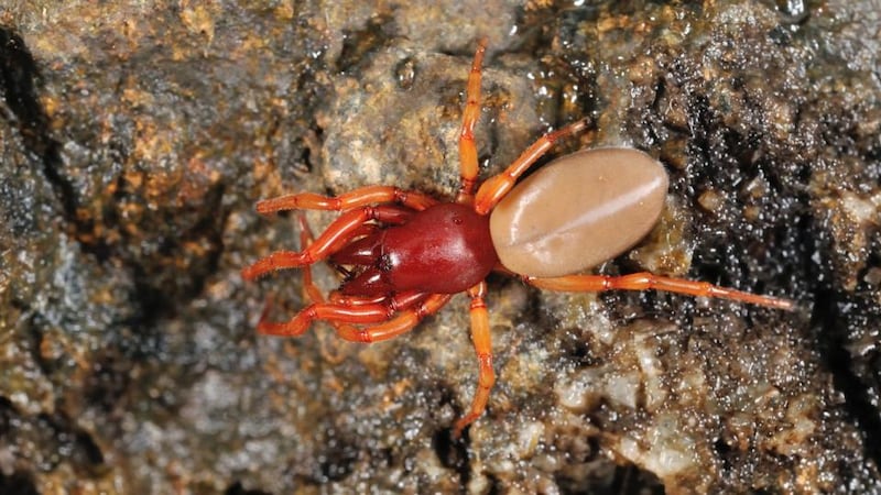 Eyes on nature: a woodlouse spider, Dysdera crocata, like the ones that Eileen Cameron found in an old nest box. Photograph: iStock/Getty