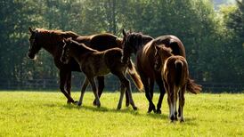 Dozens of horses die after eating sycamore seeds