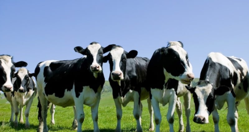 The dairy industry is expected to double its growth by 2020, making it worth €1.5 billion.