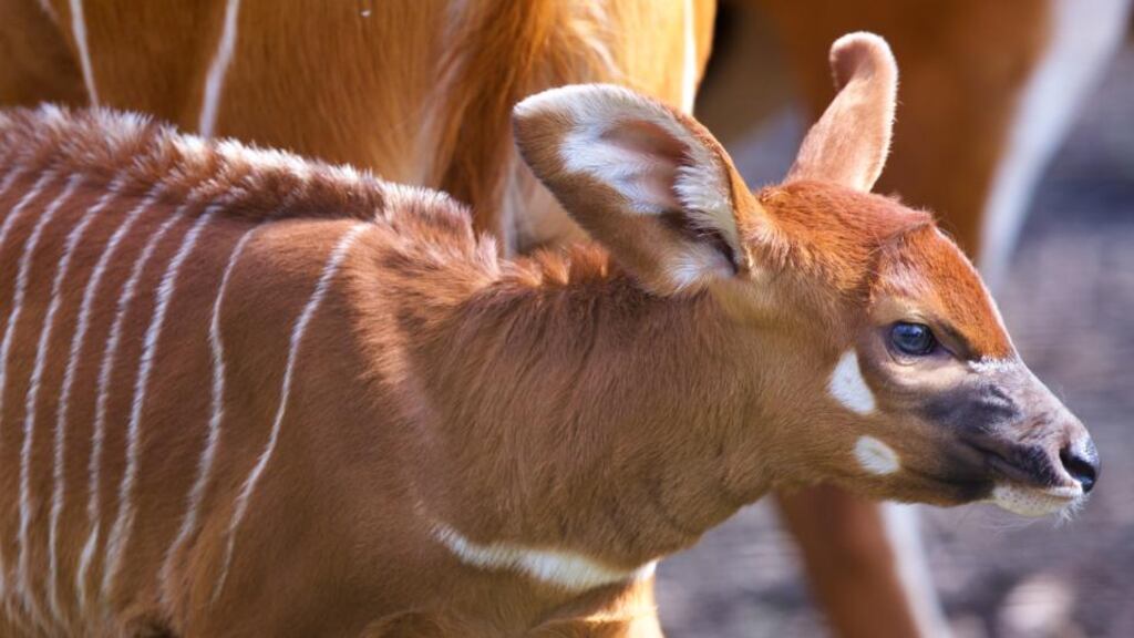 The eastern bongo population has been decimated by humans hunting for meat and horns combined with habitat loss caused by agriculture and uncontrolled timber felling. Photograph: Patrick Bolger/Dublin Zoo