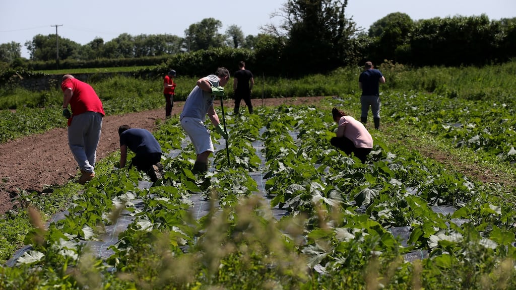 Residents of St Francis Farm work on the vegetable garden. Photograph: Laura Hutton