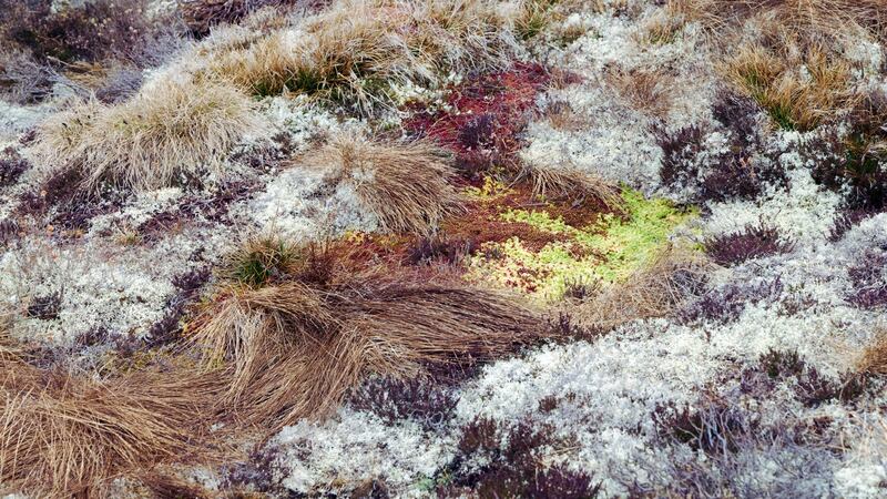 A peat restoration site in Glenfeshie, Scotland. Peat is efficient at locking up carbon. Photograph: Catherine Hyland/The New York Times