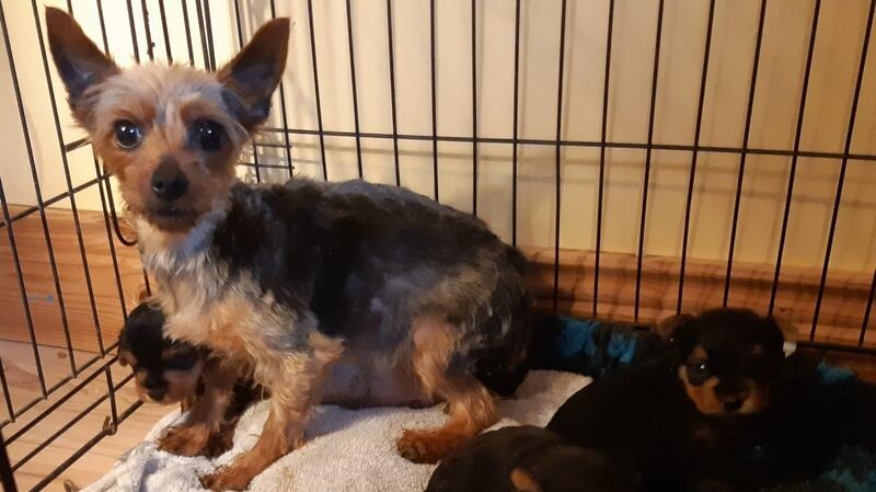 The ISPCA said that because many of the dogs are young and in need of care, they will not be rehomed for some time.