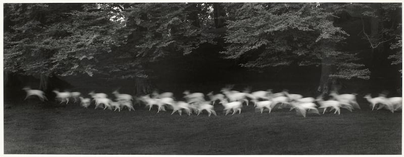 Paul Caponigro’s White Deer, County Wicklow, Ireland, 1967. Gelatin silver print. Bank of America Collection © Paul Caponigro, 2019