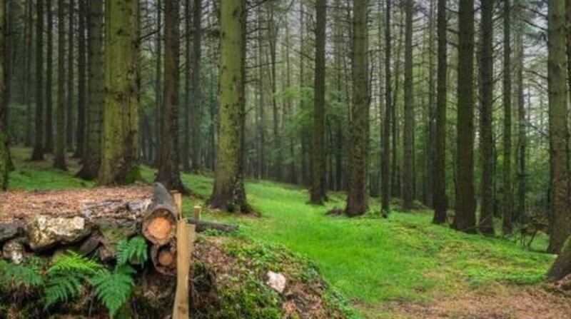 The crisis in forestry licence delays is in its third year. Industry players maintain that it takes up to 24 months to get licences. Photograph: Getty Images