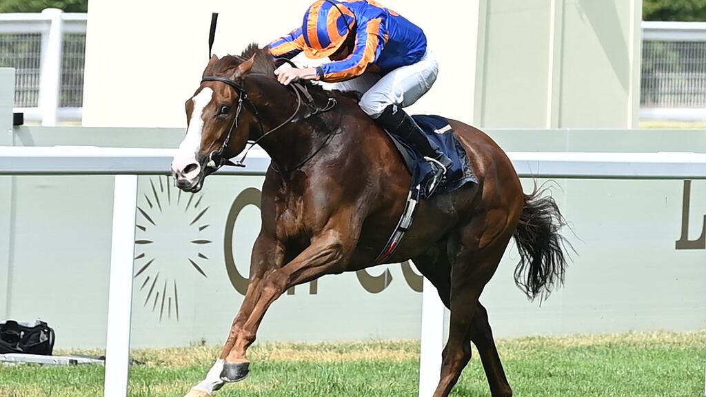 Aidan O’Brien will be hoping Love can land him a record seventh Juddmonte International at York on Wednesday. Photograph:  Daniel Leal-Olivas/AFP via Getty Images