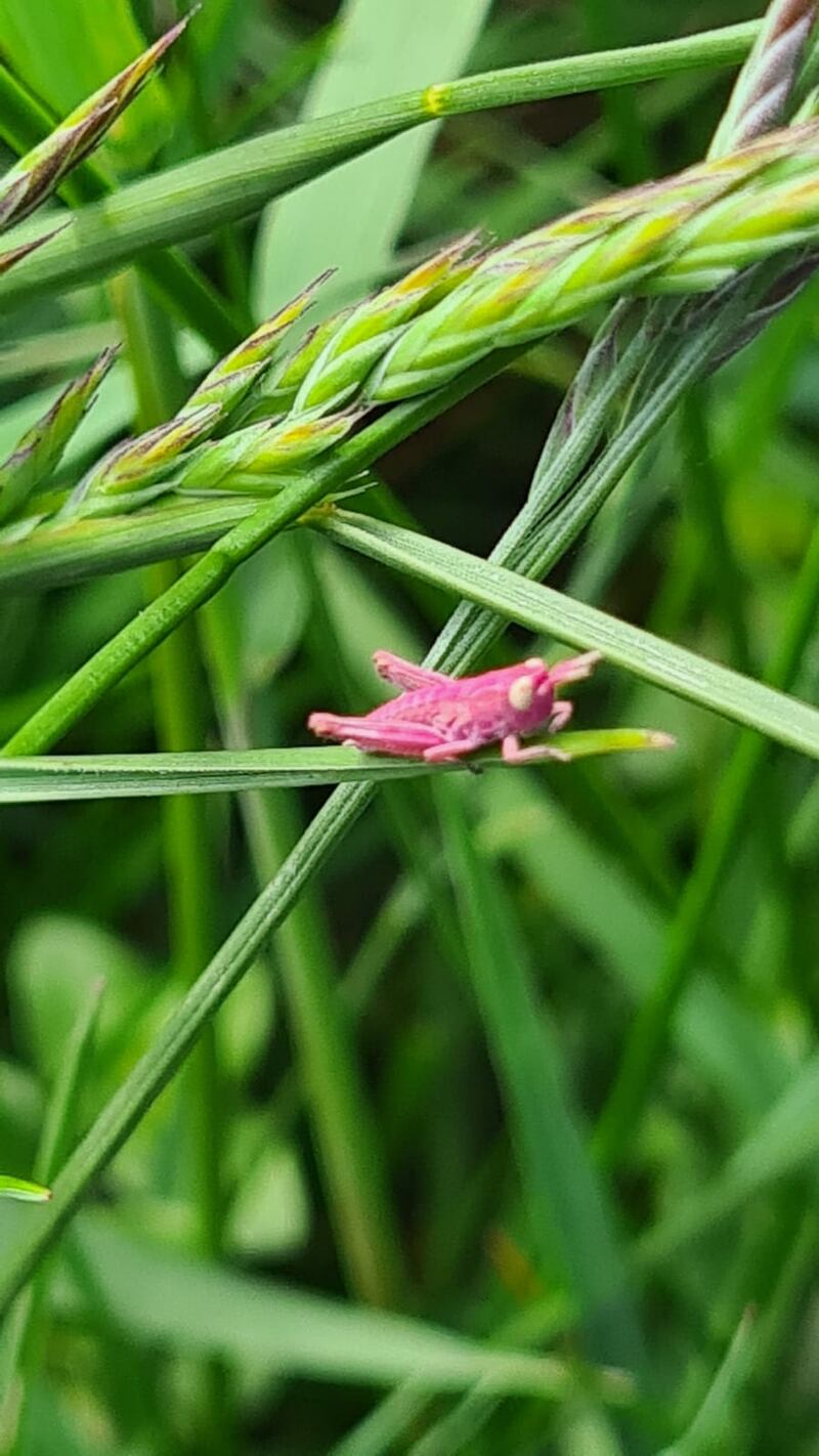 Is this pink grasshopper a mutant?