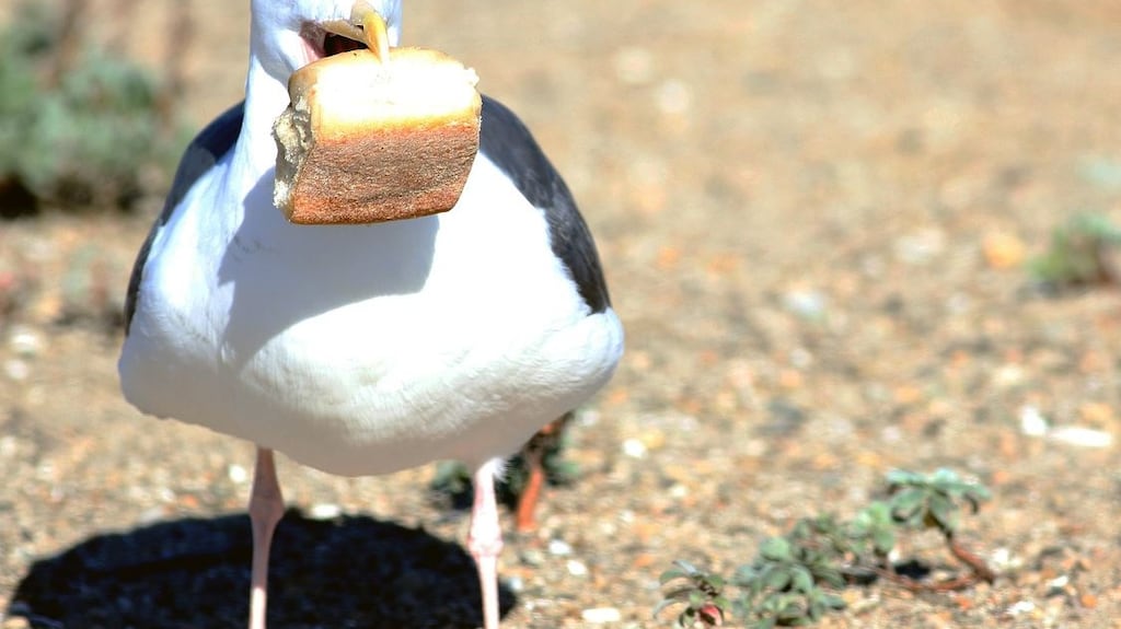 “I was walking along the bank near where I live and I was just feeding (seagulls) little bits of bread as I was walking, and this man came over to me and said ‘you know,you are not supposed to feed the birds, they cause rats’,” said Limerick woman Breda Moynihan. Photograph: iStock
