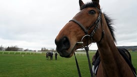 Soft ground likely at Cheltenham after forecast 12mm of rain