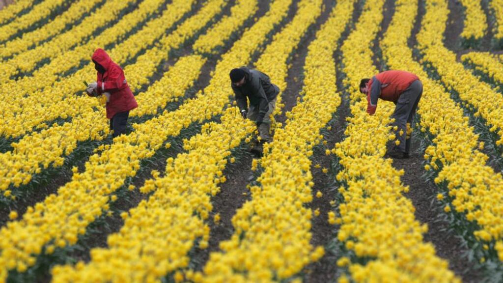 Daffodils being picked ahead of the Irish Cancer Society’s annual daffodil day. Photograph: Frank Miller