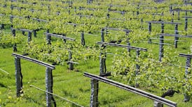 The White Wines of Galicia