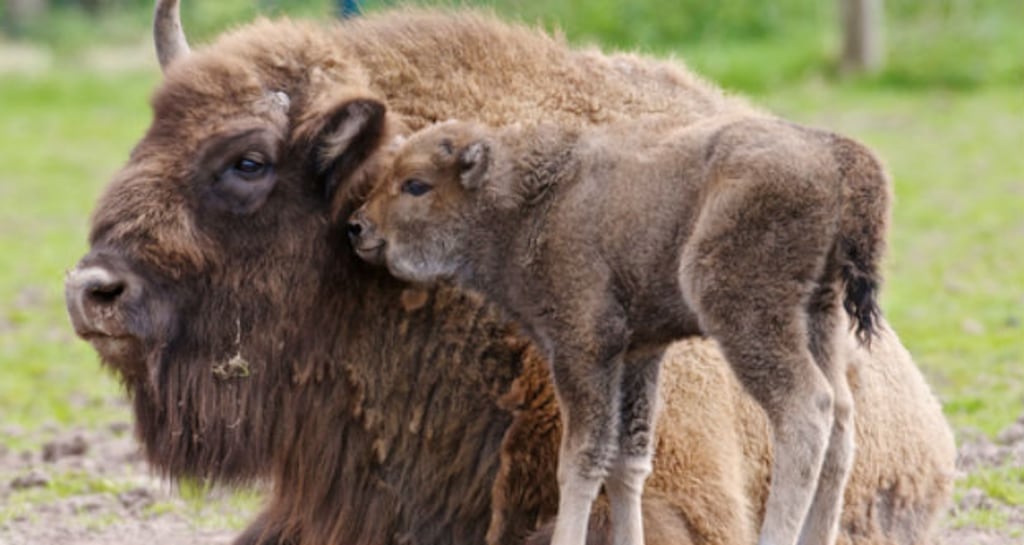 Baby Bison with mother Donna