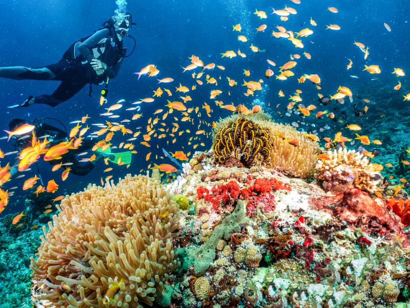 A scuba diver exploromg the coral reef in the Indian Ocean, Maldives. Photograph: SHansche/Getty