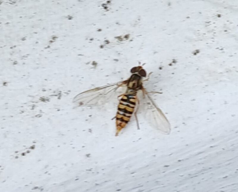 Female marmalade hoverfly, which has no sting. Photograph: Enda Scanlon