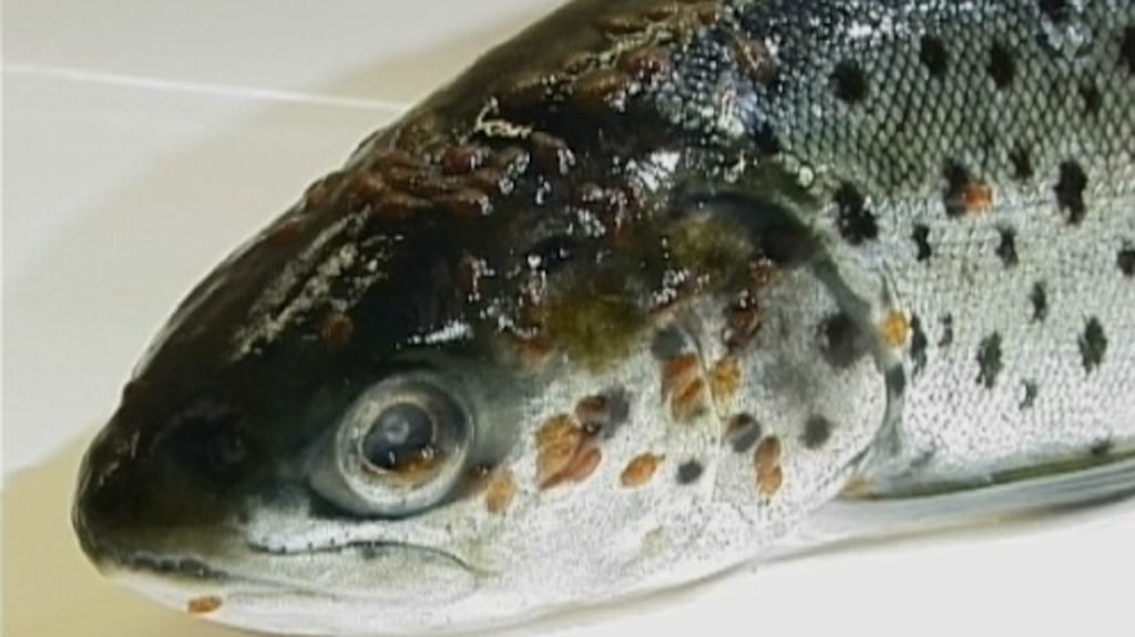 Sea trout infested with sea lice. Photograph: Bengt Finstad
