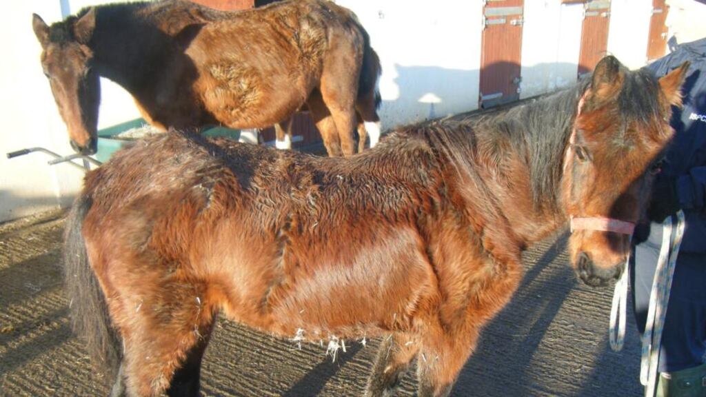 Some animal welfare organisations have expressed concern about the high number of abandoned horses on State land.