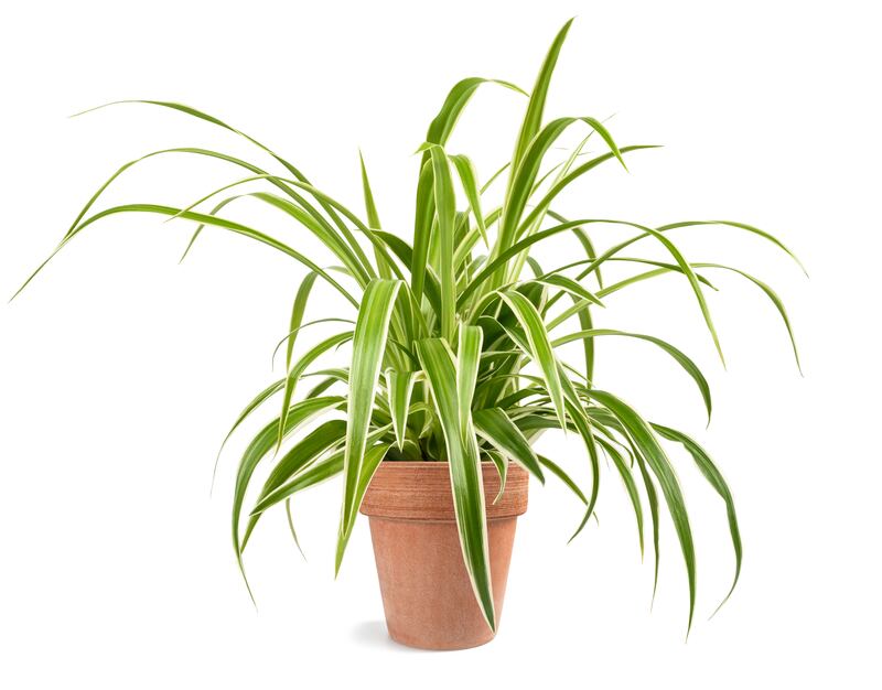 Spider plant (Chlorophytum comosum)